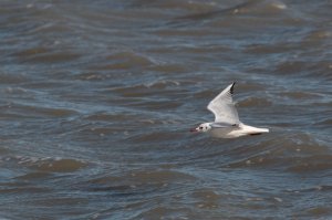 Mouette_rieuse~0.JPG