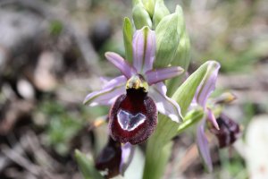 Ophrys_drumana_28229.JPG