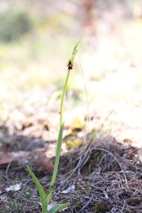 Ophrys_insectifera.JPG