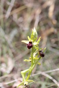 Ophrys_sphegodesAID_28129.JPG