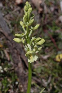 Orchis_provincialis_28329.JPG