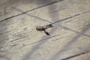 Pseudoscorpion.jpg