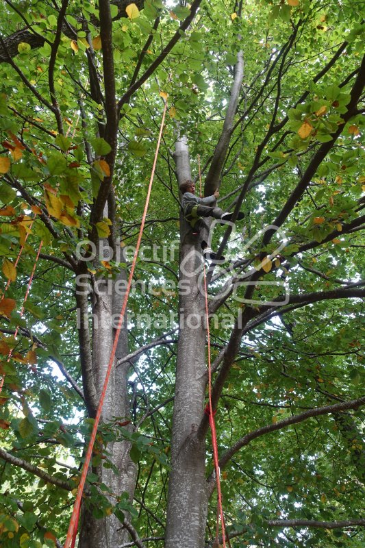 Keywords: grimpe arbre mousqueton