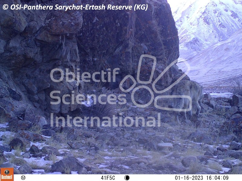loup
Keywords: Nord de Sarychat-Ertash,Kirghizstan