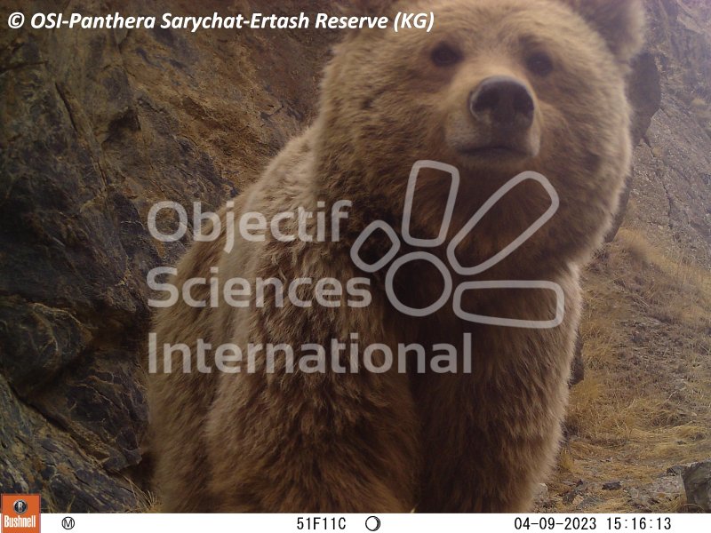 ours Tien Shan
Keywords: Nord de Sarychat-Ertash,Kirghizstan