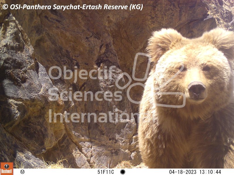 ours
Keywords: Nord de Sarychat-Ertash,Kirghizstan,ours