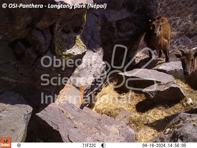 Tahr de l'Himalaya
Keywords: pièges photographiques,faune,Népal