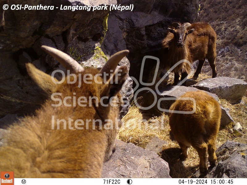 Tahr de l'Himalaya
Keywords: pièges photographiques,faune,Népal