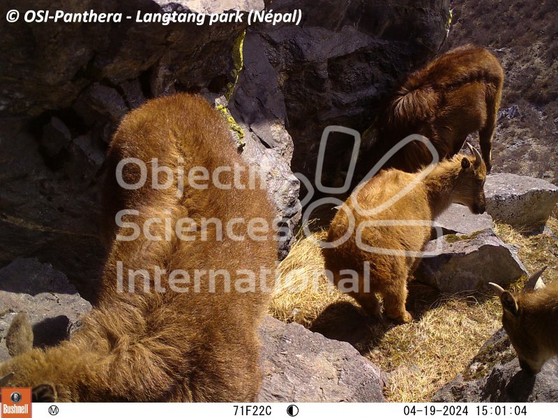 Tahr de l'Himalaya
Keywords: pièges photographiques,faune,Népal