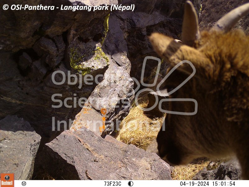 Tahr de l'Himalaya
Keywords: pièges photographiques,faune,Népal