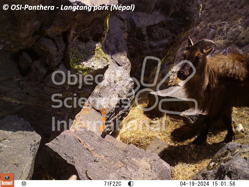 Tahr de l'Himalaya
Keywords: pièges photographiques,faune,Népal