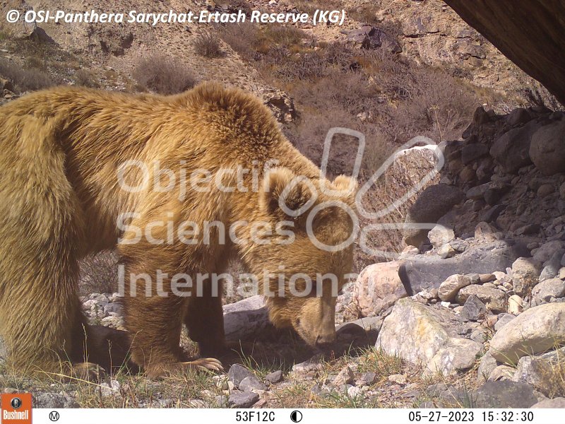 ours
Keywords: Nord de Sarychat-Ertash,Kirghizstan