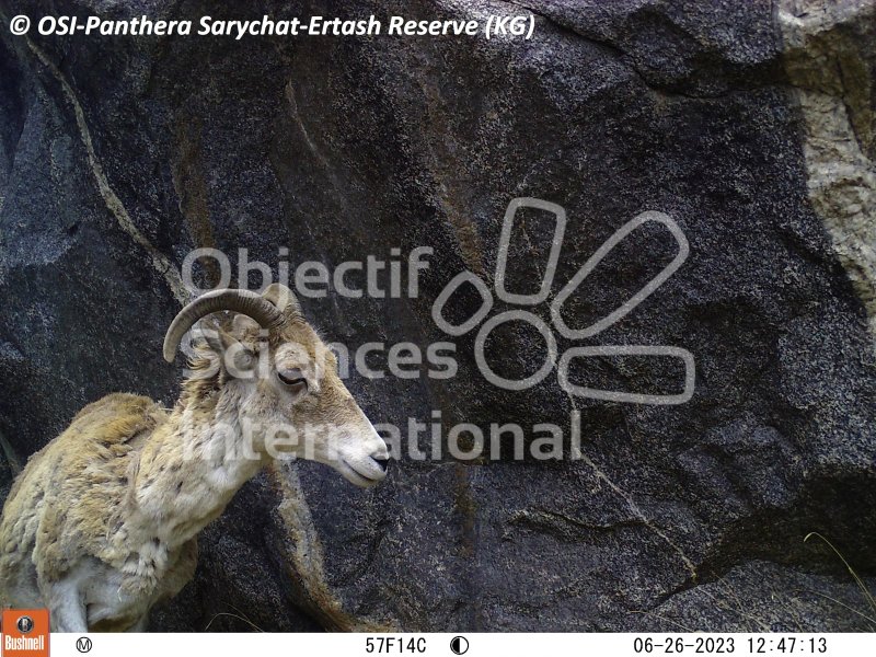 mouflon, argali
Keywords: Nord de Sarychat-Ertash,Kirghizstan,argali