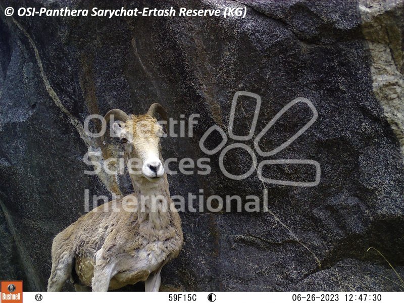 mouflon, argali
Keywords: Nord de Sarychat-Ertash,Kirghizstan