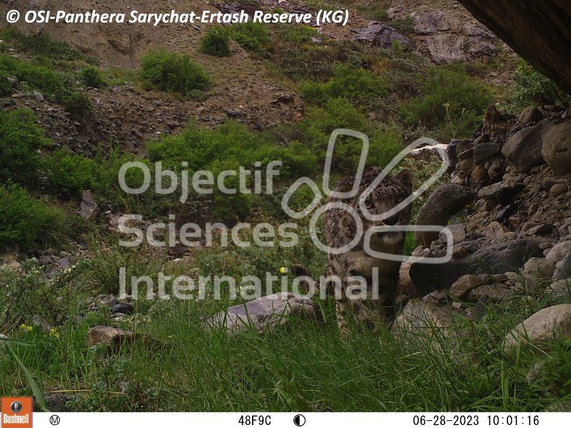panthères des neiges, 
Keywords: Nord de Sarychat-Ertash,Kirghizstan