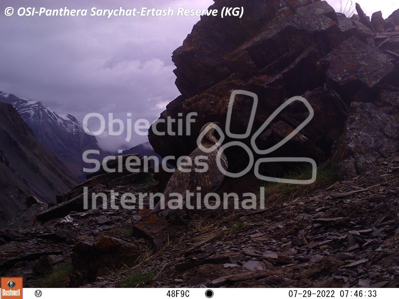 Keywords: Nord de Sarychat-Ertash,Kirghizstan