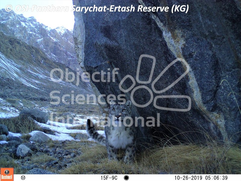 snow leopard
Keywords: Panthere