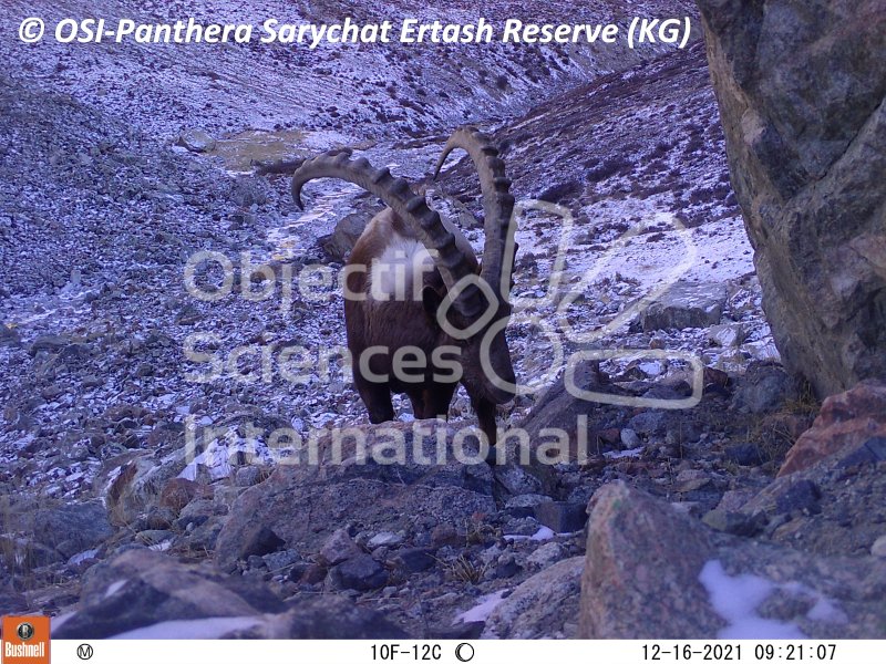bouquetin de Sibérie
Keywords: faune,piège photographique,ibex