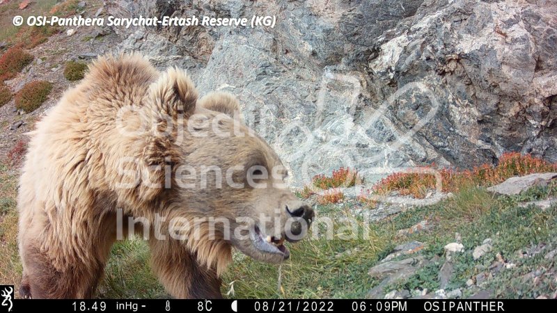 ours
Keywords: faune,pièges photographiques,Kirghizstan,animaux,oiseaux,ours
