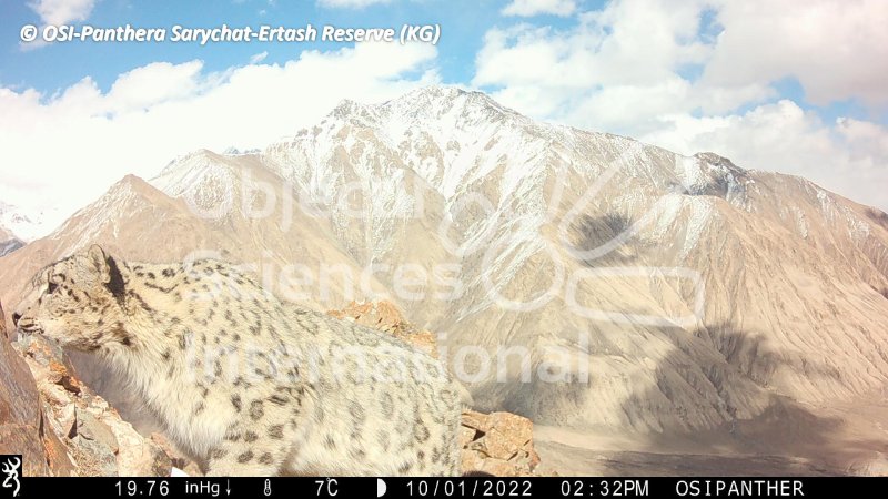 panthère des neiges
Keywords: faune,pièges photographiques,Kirghizstan,animaux,oiseaux