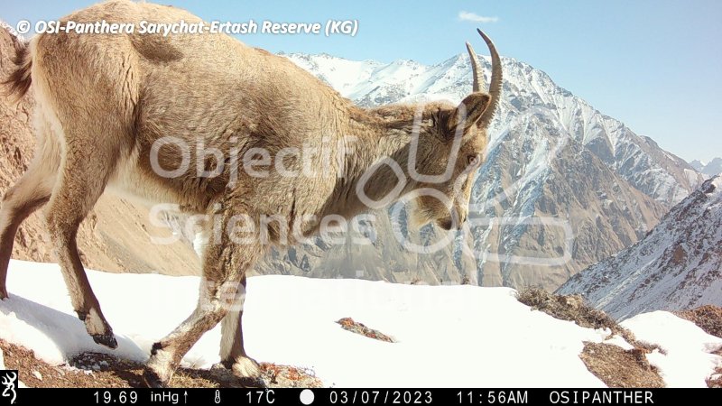 bouquetin
Keywords: faune,pièges photographiques,Kirghizstan,animaux,oiseaux