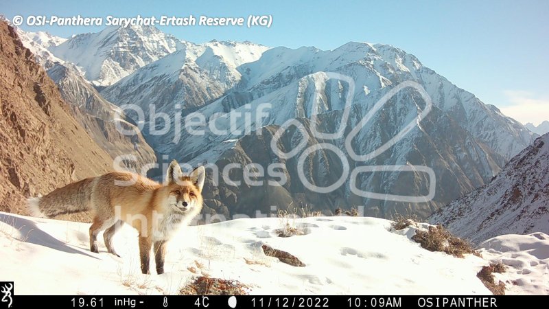 renard
Keywords: faune,pièges photographiques,Kirghizstan,animaux,oiseaux