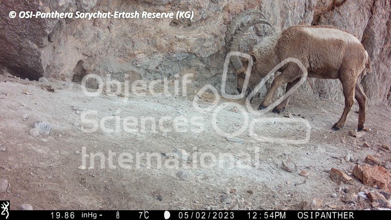 bouquetin de Sibérie, ibex, mâle
Keywords: Nord de Sarychat-Ertash,Kirghizstan