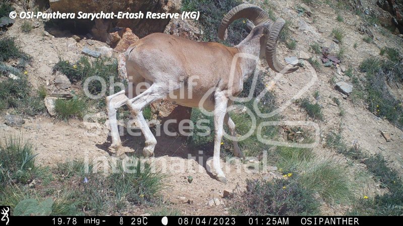 mouflon mâle
