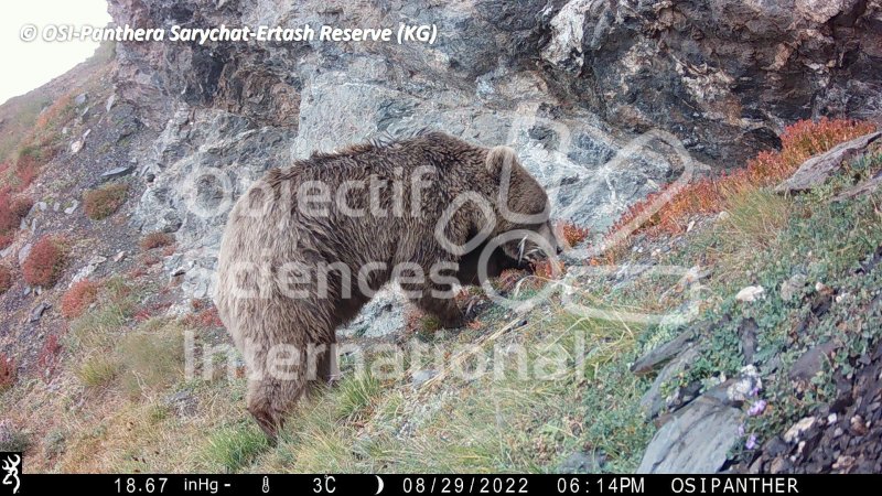 ours brun
Keywords: faune,pièges photographiques,Kirghizstan,animaux,oiseaux