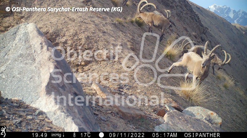 bouquetin de Sibérie, ibex
Keywords: Nord de Sarychat-Ertash,Kirghizstan