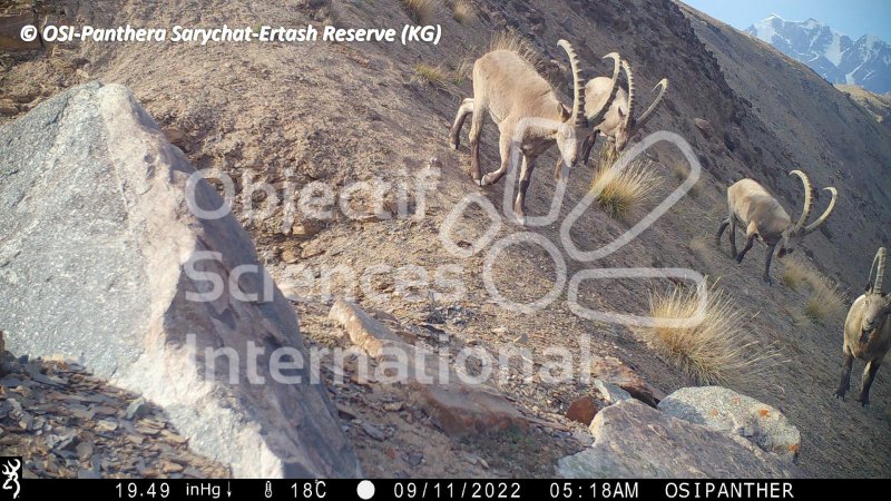 bouquetin de Sibérie, ibex
Keywords: Nord de Sarychat-Ertash,Kirghizstan