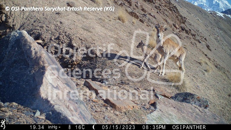 mouflon de Marco Polo, argali, agneau
Keywords: Nord de Sarychat-Ertash,Kirghizstan,argali