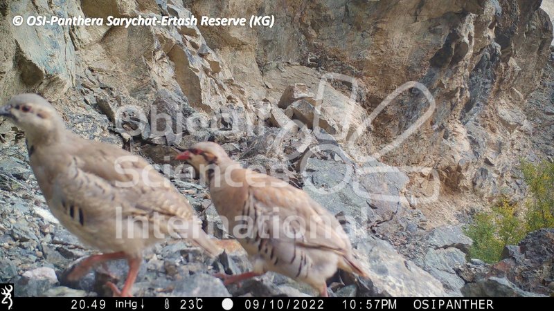 perdrix choukar
Keywords: faune,pièges photographiques,Kirghizstan,animaux,oiseaux
