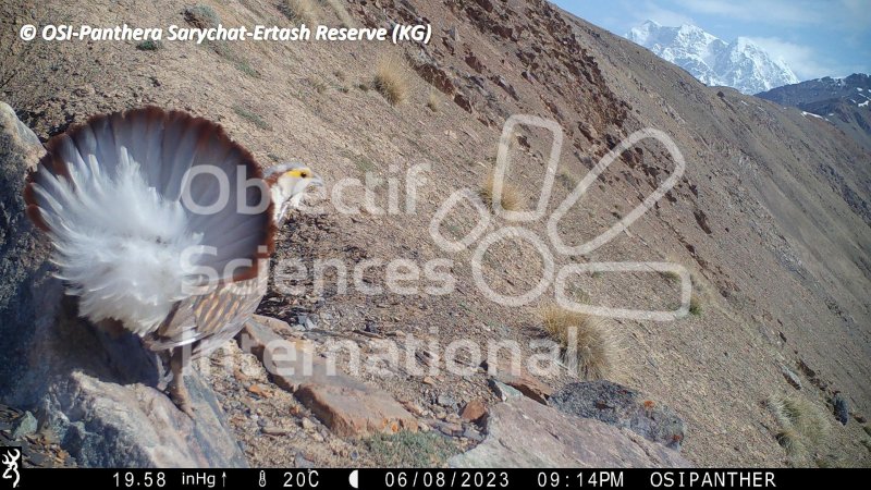 tétraogalle de l'Himalaya
Keywords: Nord de Sarychat-Ertash,Kirghizstan