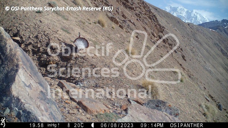 tétraogalle de l'Himalaya
Keywords: Nord de Sarychat-Ertash,Kirghizstan