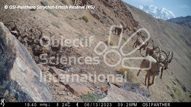 bouquetins, ibex
Keywords: Nord de Sarychat-Ertash,Kirghizstan
