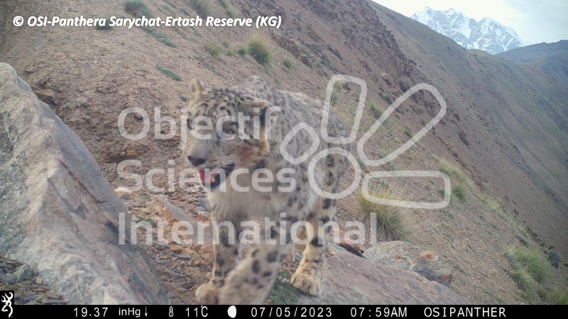 panthère
Keywords: Nord de Sarychat-Ertash,Kirghizstan