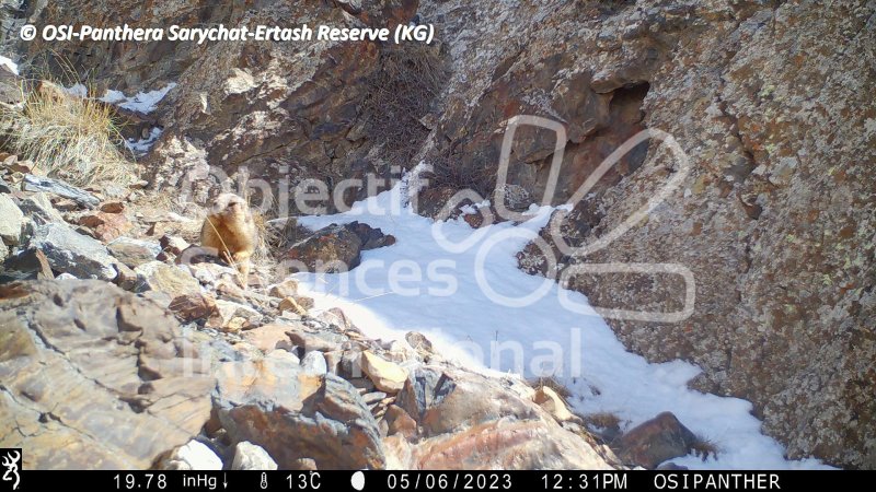 marmotte
Keywords: Nord de Sarychat-Ertash,Kirghizstan