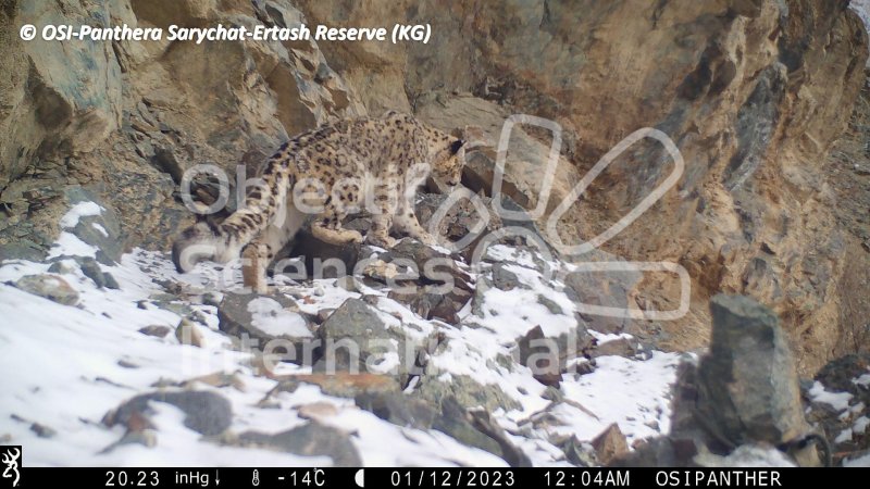 panthère des neiges
Keywords: faune,pièges photographiques,Kirghizstan,animaux,oiseaux