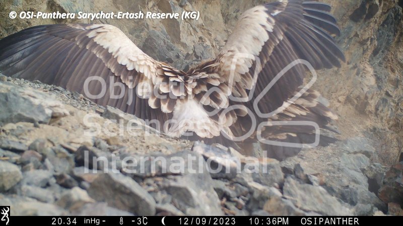 vautour de l'Himalaya
