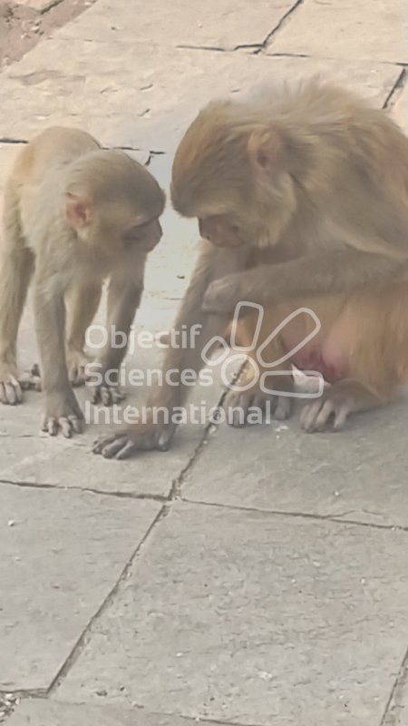 Macaque Rhésus - famille
Keywords: Nepal,Langtang,Gosaïkunda,Langtang