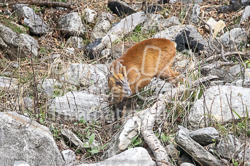 Keywords: muntjac