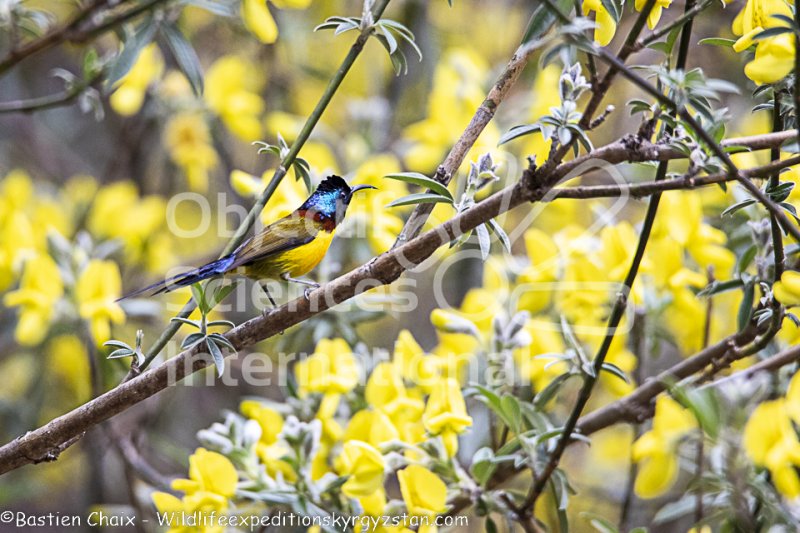 Keywords: oiseau tropical