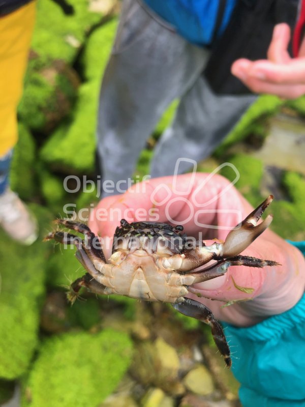 Crabe_Marbré_1
Keywords: crabe