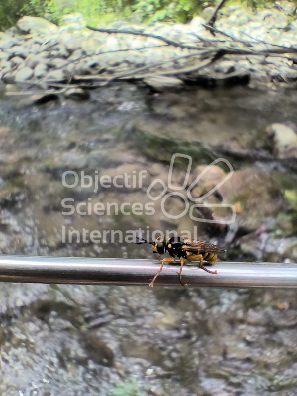 Le joli syrphe : mouche déguisée en guêpe
Keywords: syrphe,nature,insecte,mouche,rivière