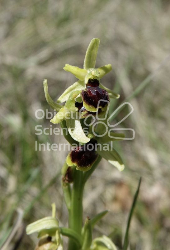 Ophrys.jpeg