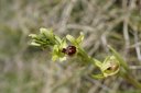 Ophrys_araneola.JPG