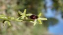 Ophrys_araneola~0.JPG