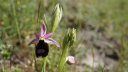 Ophrys_aurelia.JPG