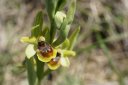 Ophrys_virescens.JPG